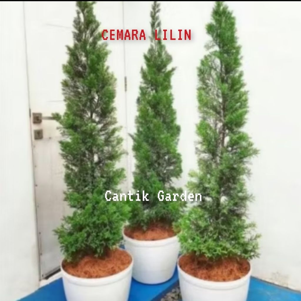 Tanaman Cemara lilin hidup Tinggi 50 cm s/d 1 M