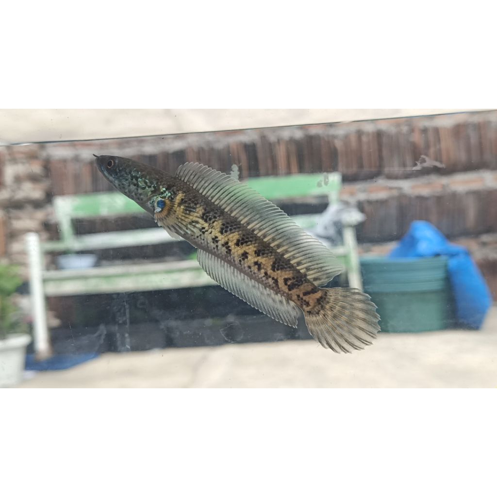 channa auranti cb pulosari top grade A 11-12cm highfin gondrong pendek