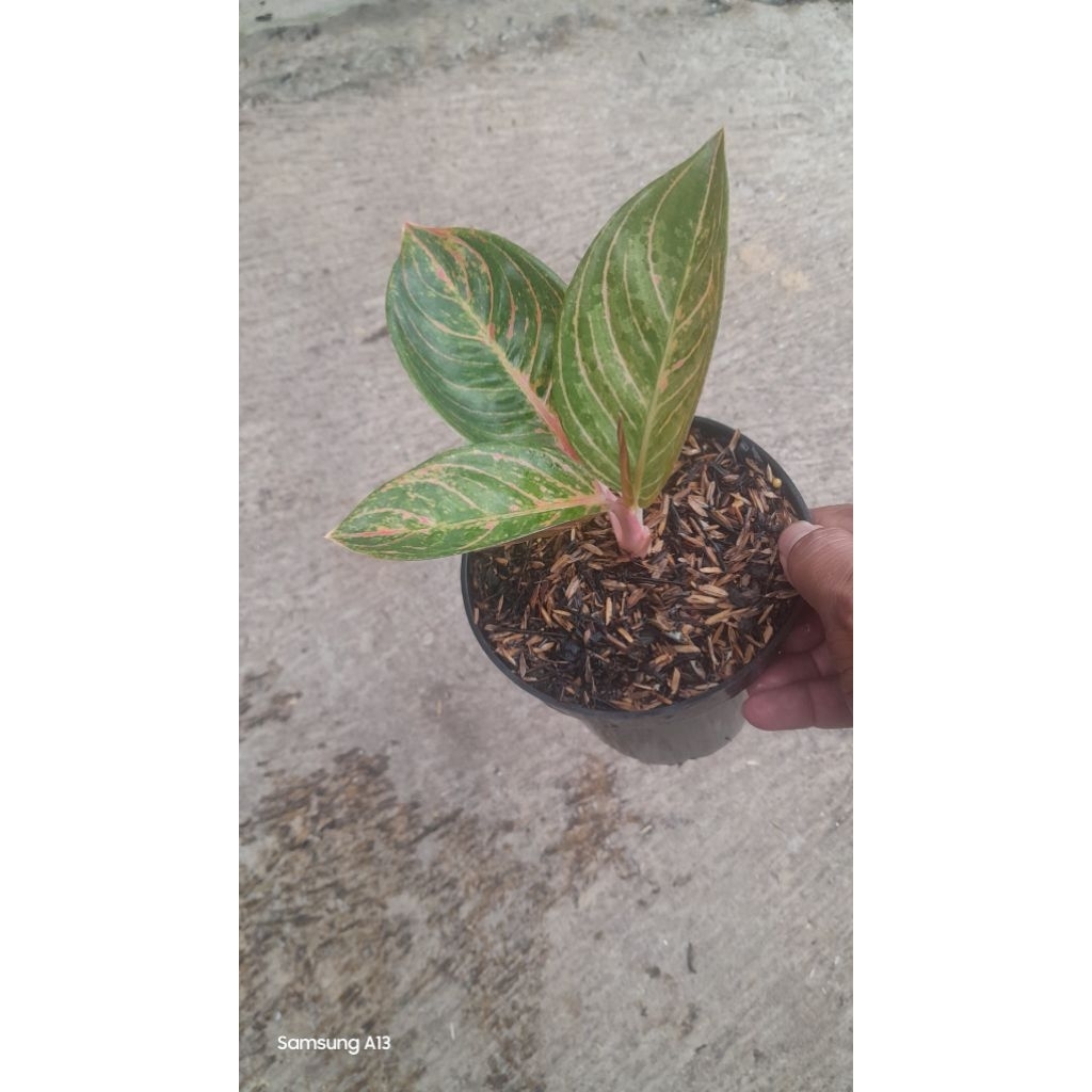 Aglonema Maeswara/Maheswara (Size Remaja Daun 3+) (3)