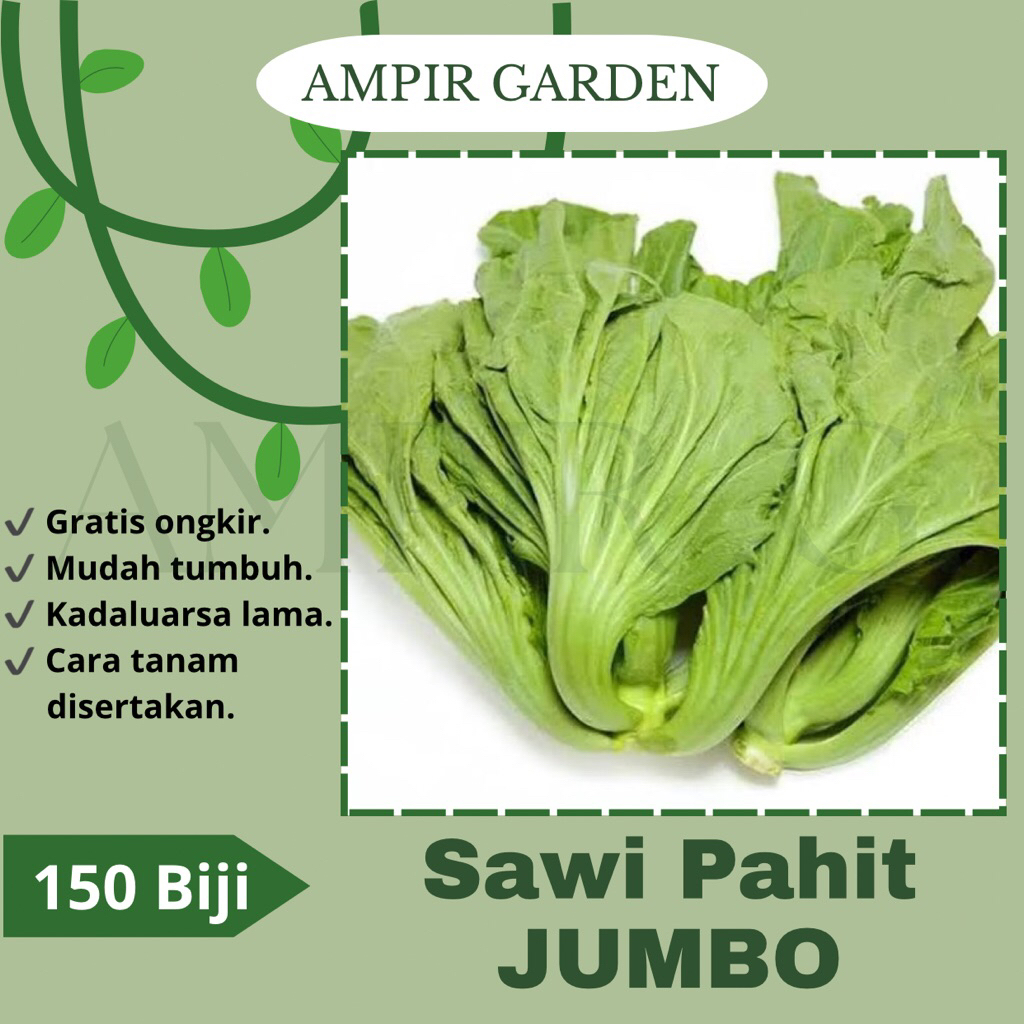 150 Biji Benih SAWI PAHIT JUMBO Lokal Benih Bibit Sayuran Seribuan Berkualitas Premium Sawi Besar Ju
