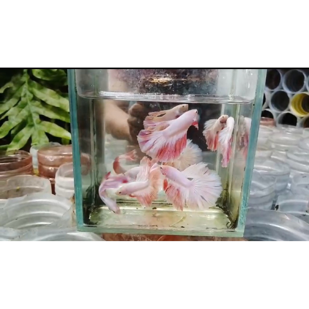 CUPANG HM (Halfmoon) Pink Sakura Size M++L