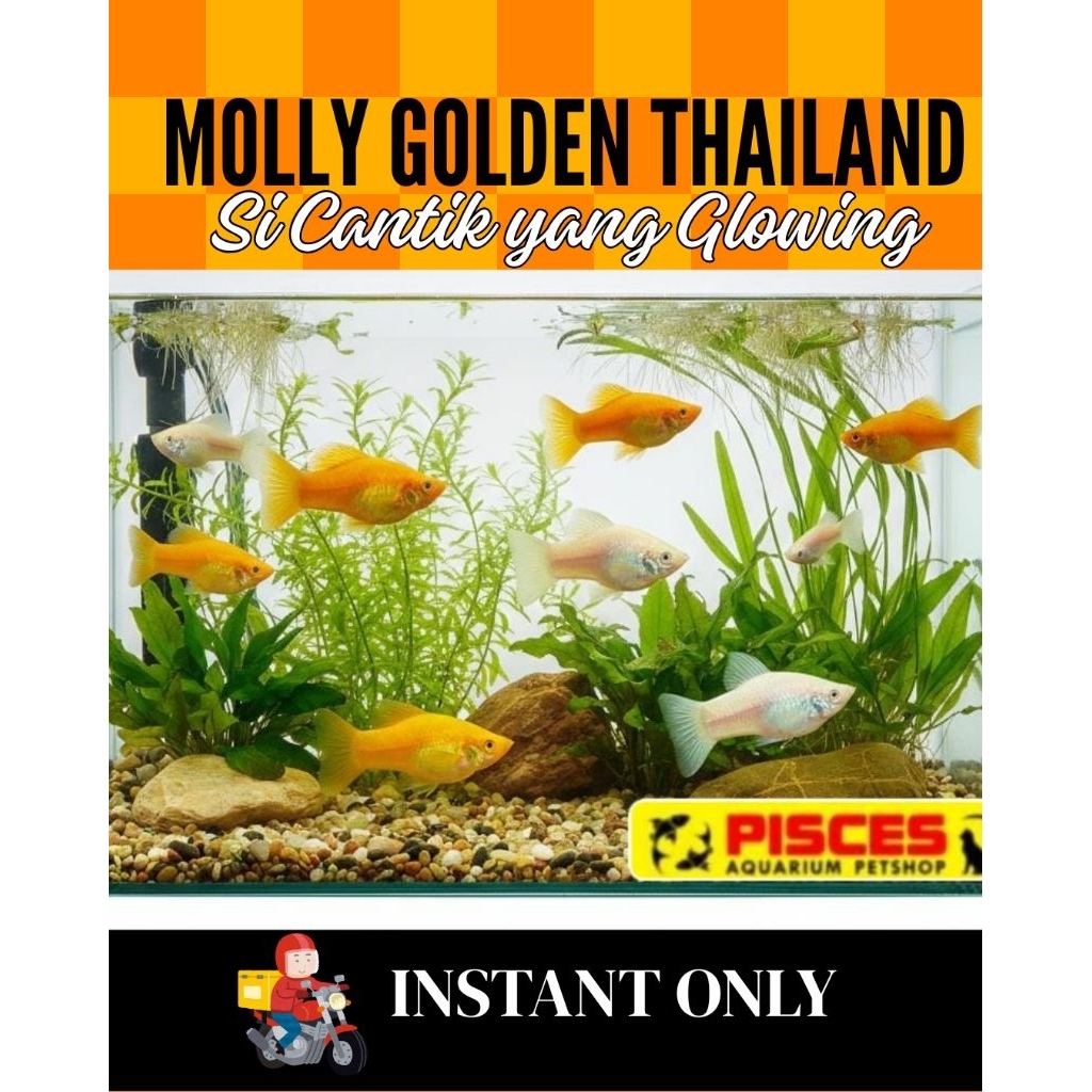 IKAN HIAS MOLLY GOLDEN THAILAND