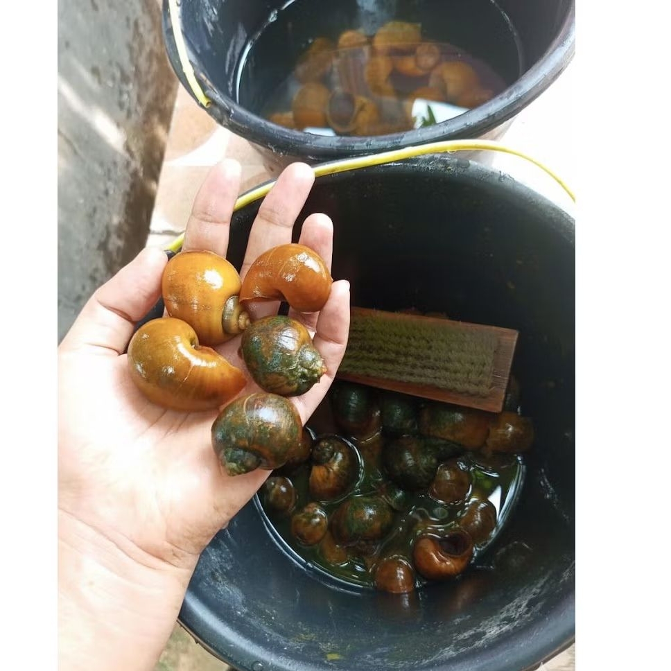 KEONG SAWAH SEGAR UNTUK PAKAN TERNAK 1KG | KEONG SAWAH , KEONG MAS