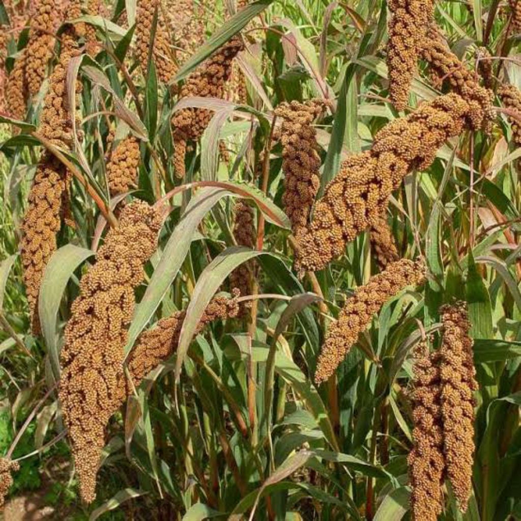 Benih biji Jawawut / jewawut Milet Reed 100 biji