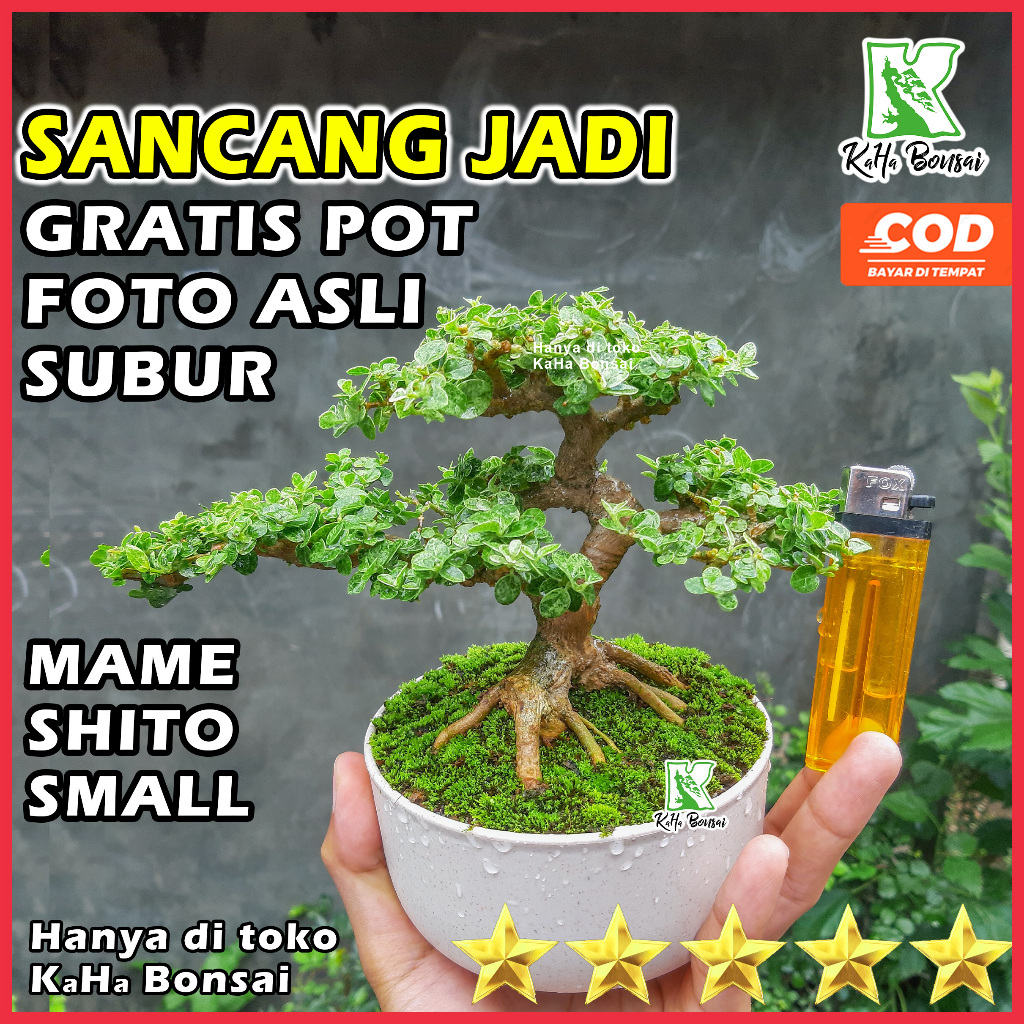 Foto Asli Bonsai Sancang Jadi Siap Pajang Free Pot Sancang Mame Sancang Small Sancang Shito Sancang 