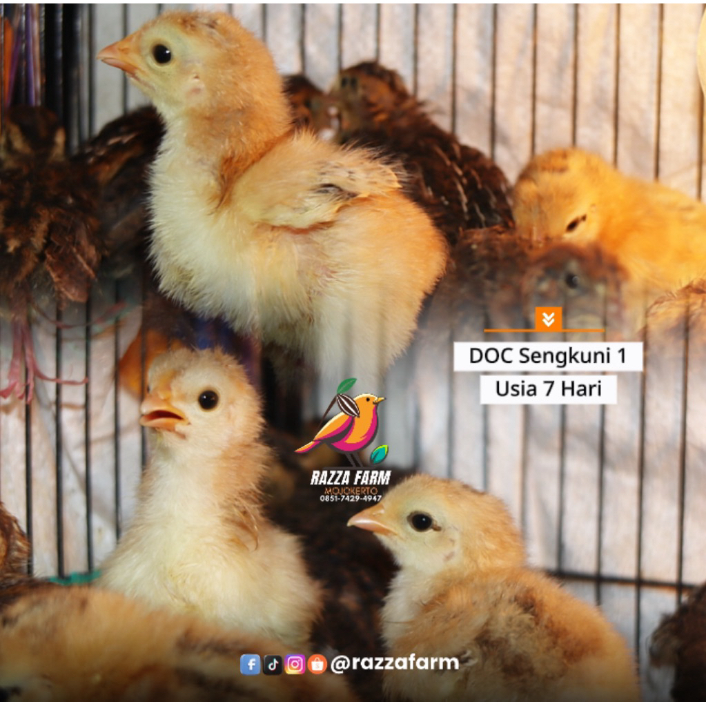 DOC jenis Sengkuni atau anakan ayam Kampung Pedaging Super Premium