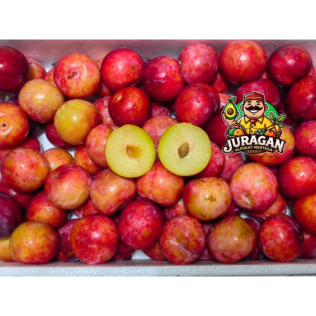Buah Red Plum Fresh Import / Red Plum Fresh by Juragan