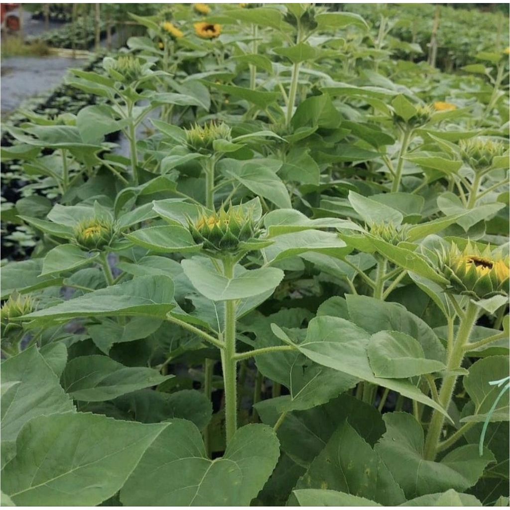 Pohon Bunga Matahari Hidup Siap Bunga / Pohon Bunga Matahari Besar