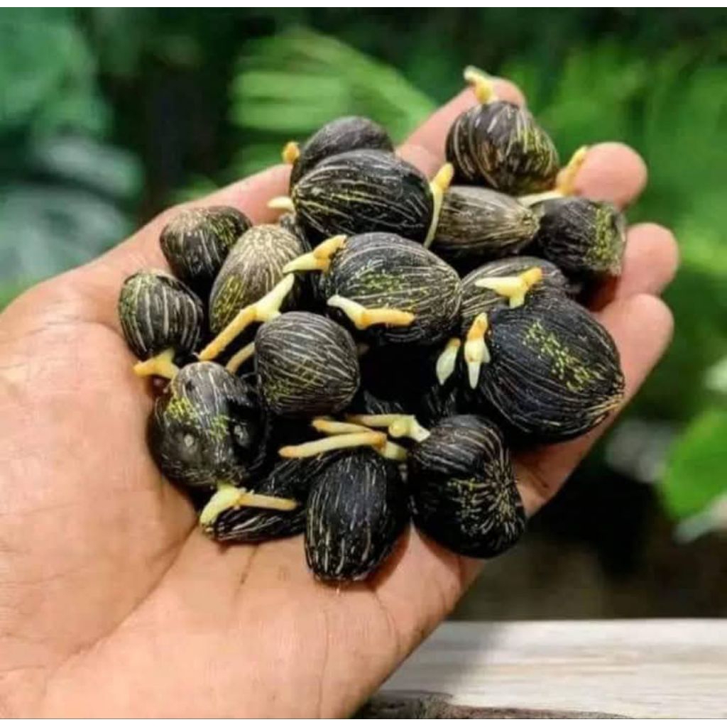 bibit/polong/sawit/PPKS/Simalungun