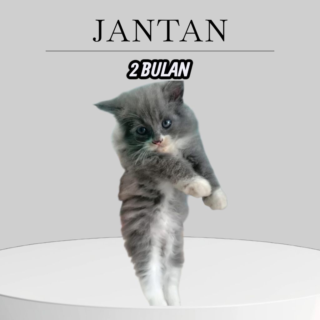 KITTEN PERSIA JANTAN