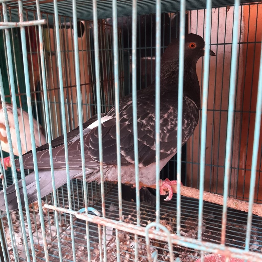 Merpati Dara Jantan Dewasa