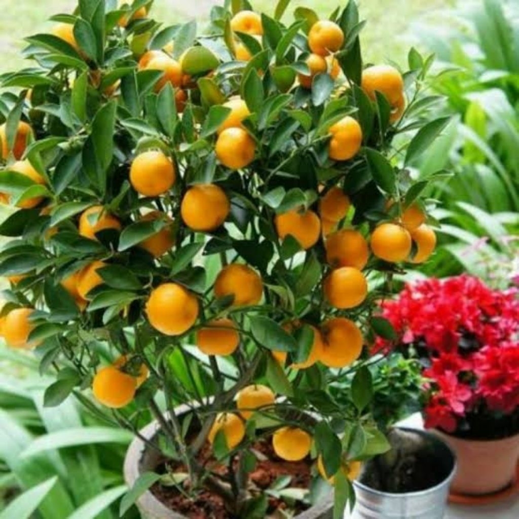 Pohon Jeruk Santang Madu / Tanaman Jeruk Santang Madu / Benih Jeruk Santang Madu