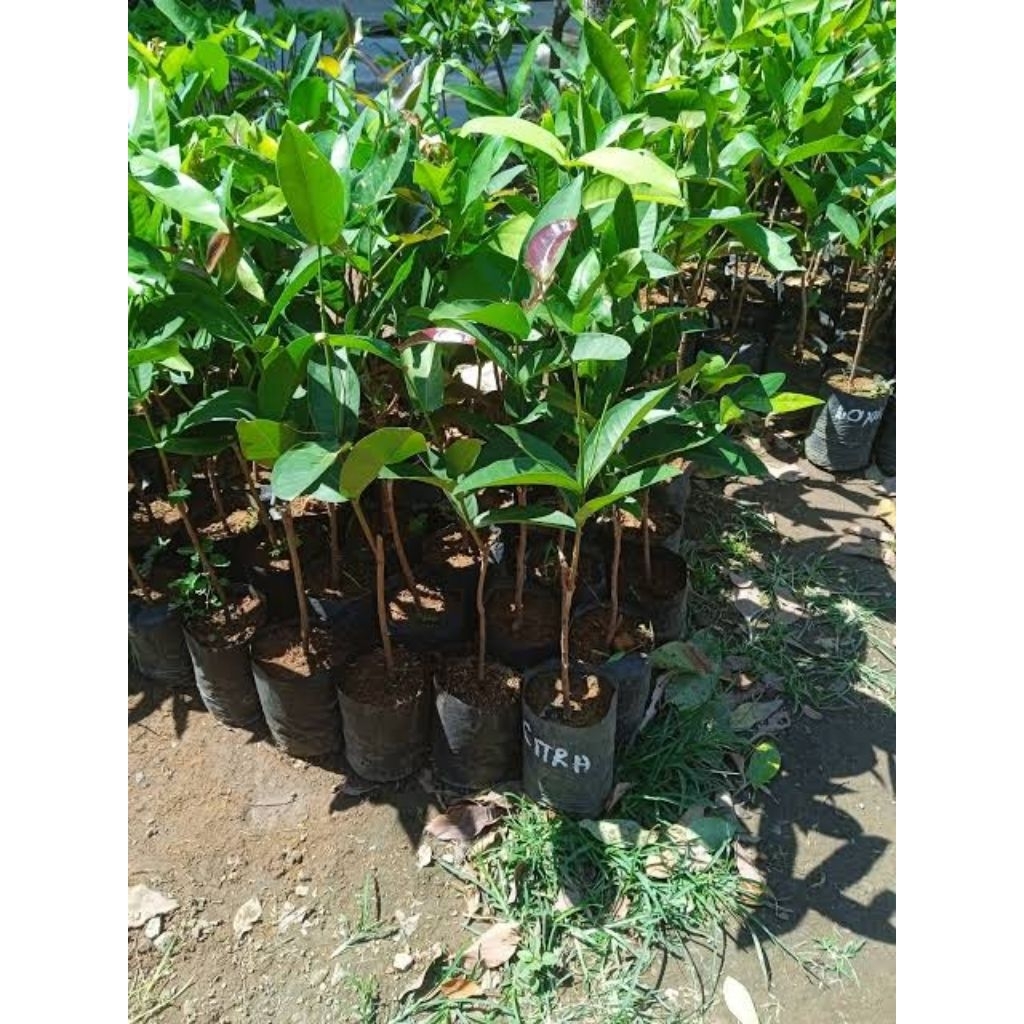 Bibit jambu air citra super manis