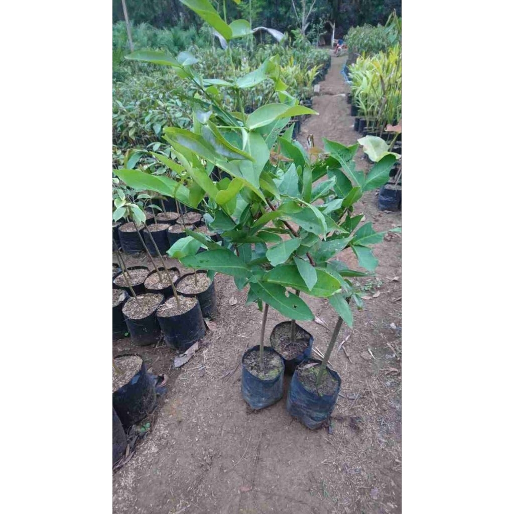 Bibit jambu air citra super manis