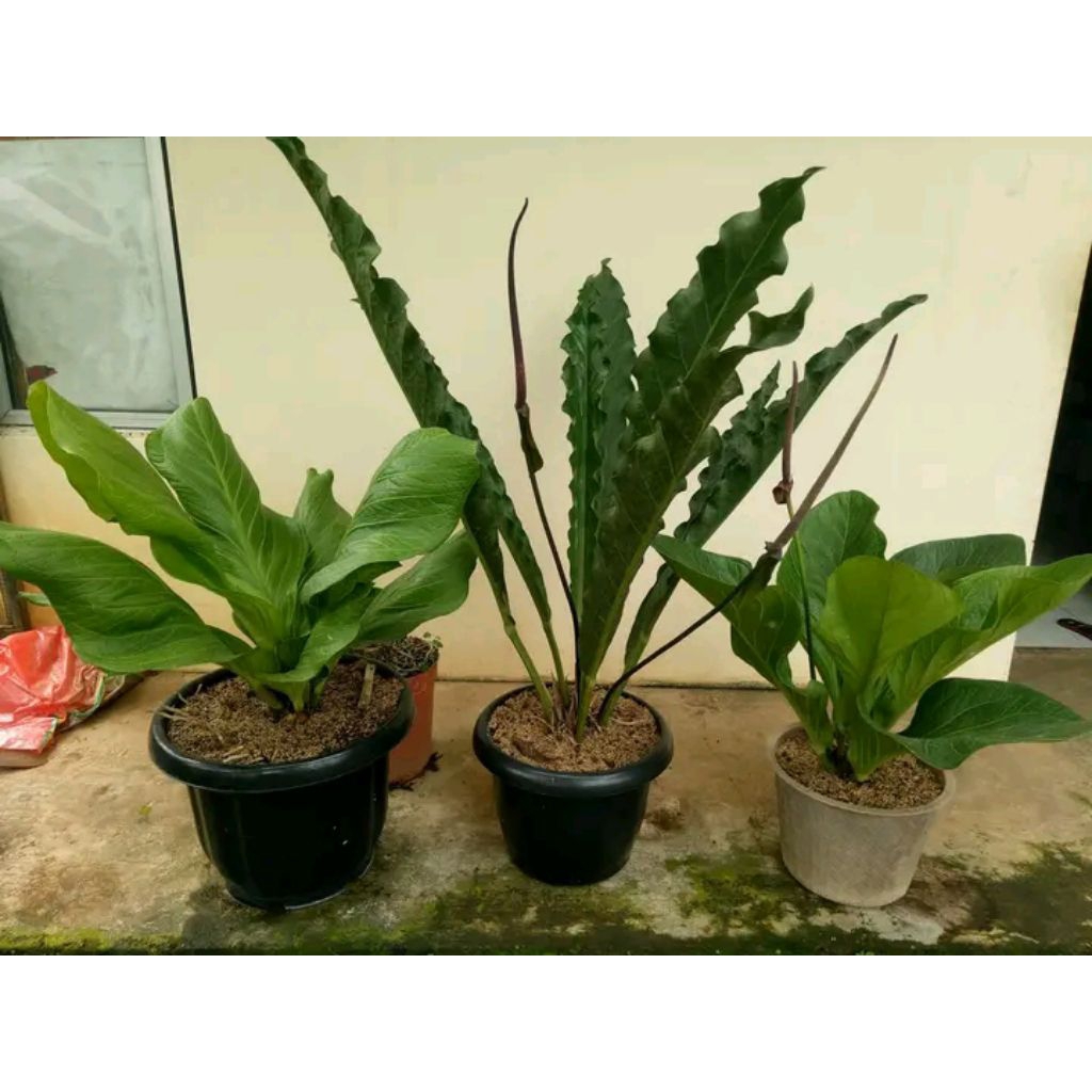 anturium keris hijau