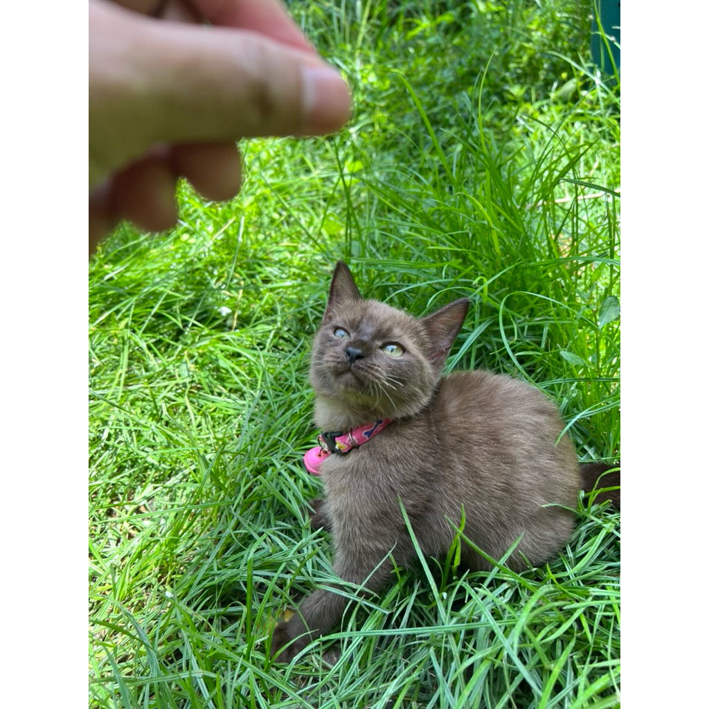 Kucing Siamese Makanan