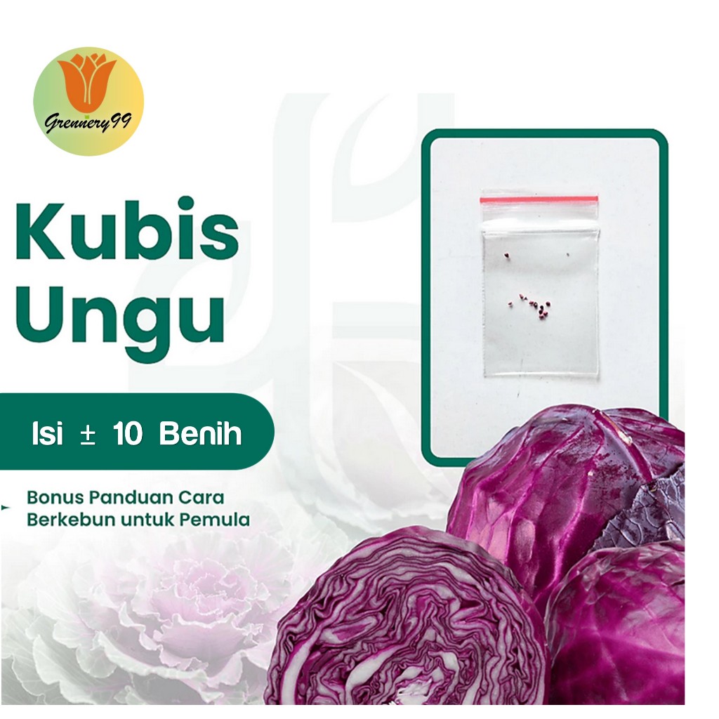 Benih Sayuran Kol Kubis Ungu F1 Hibrida