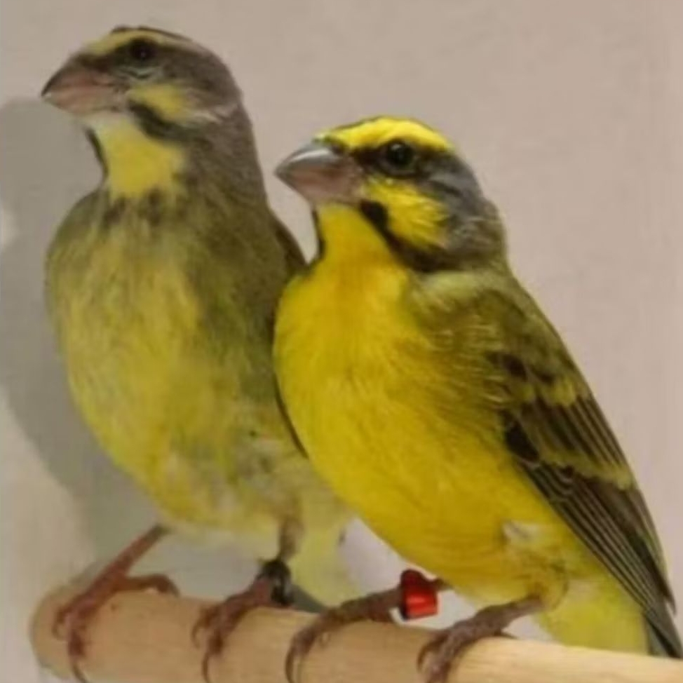 BURUNG MOZAMBIK SEPASANG SIAP TERNAK