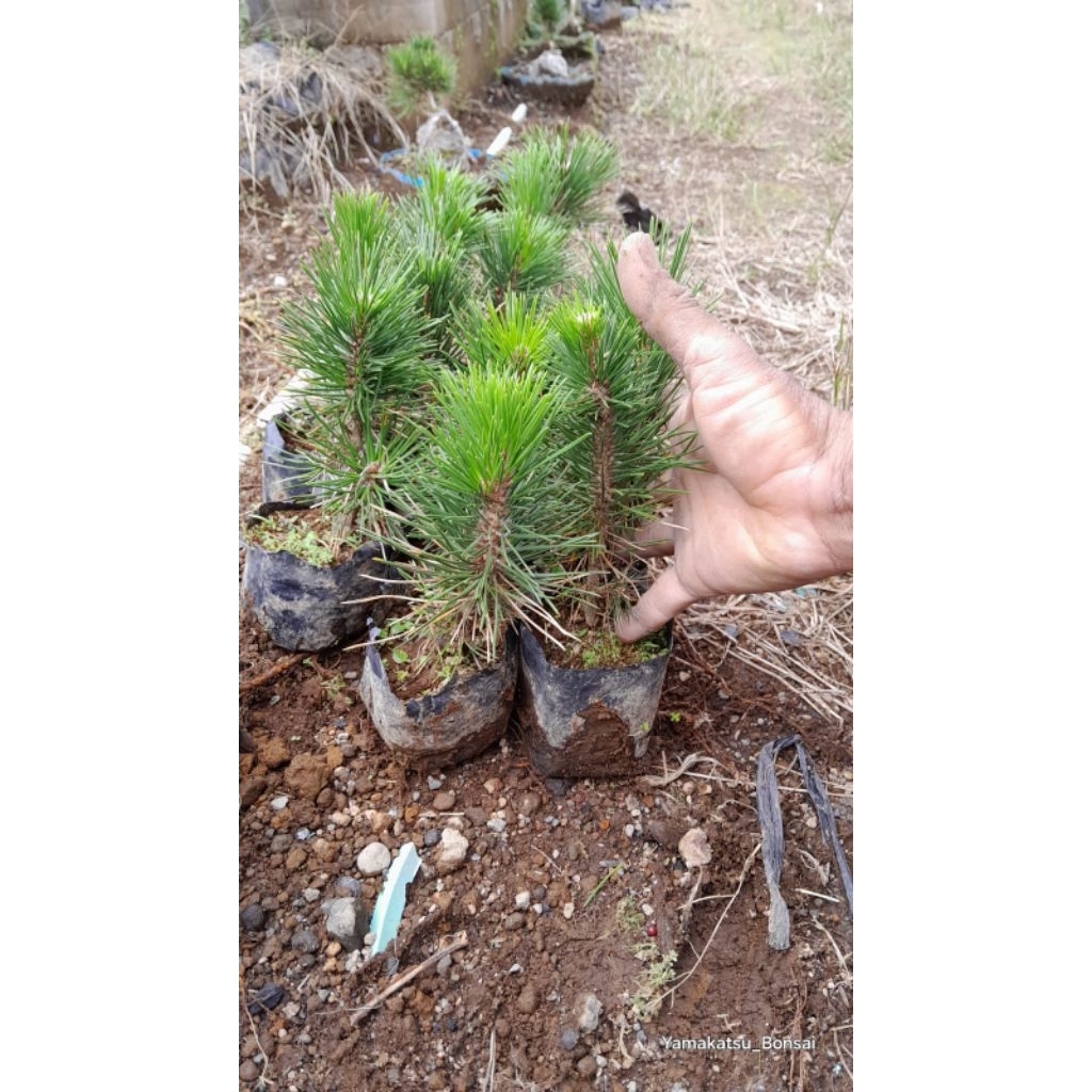 Japanese Black Pine Mikawa/ Japanese Blackpine