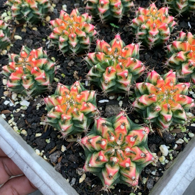 kaktus gymno multicolour varigata