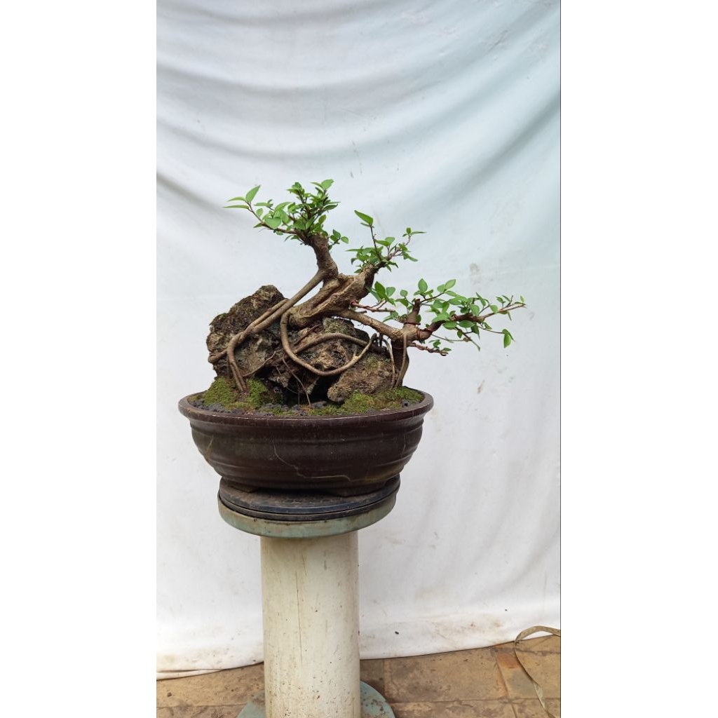 BONSAI POHON IPRIK/IPRIK PUCUK MERAH