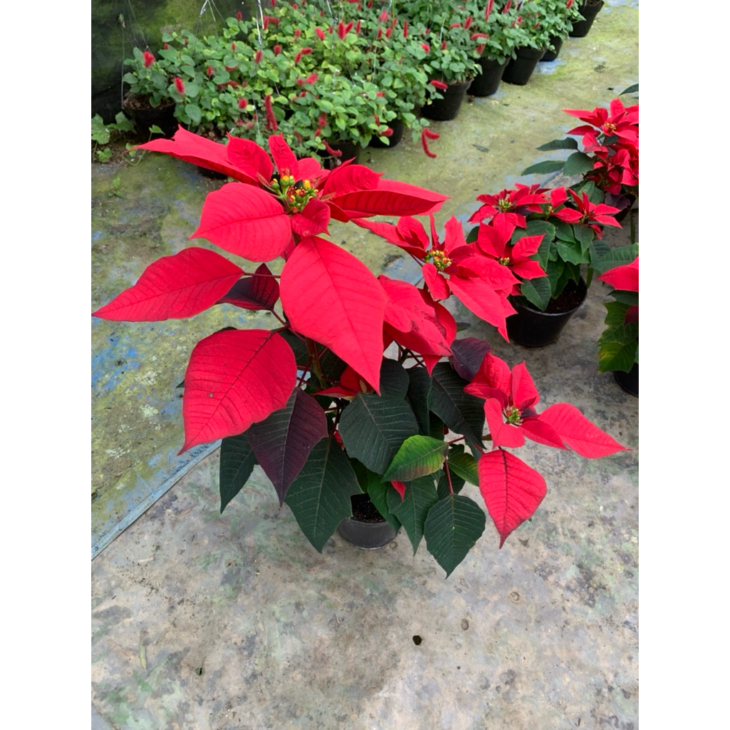 KASTUBA BIASA DAN MAWAR