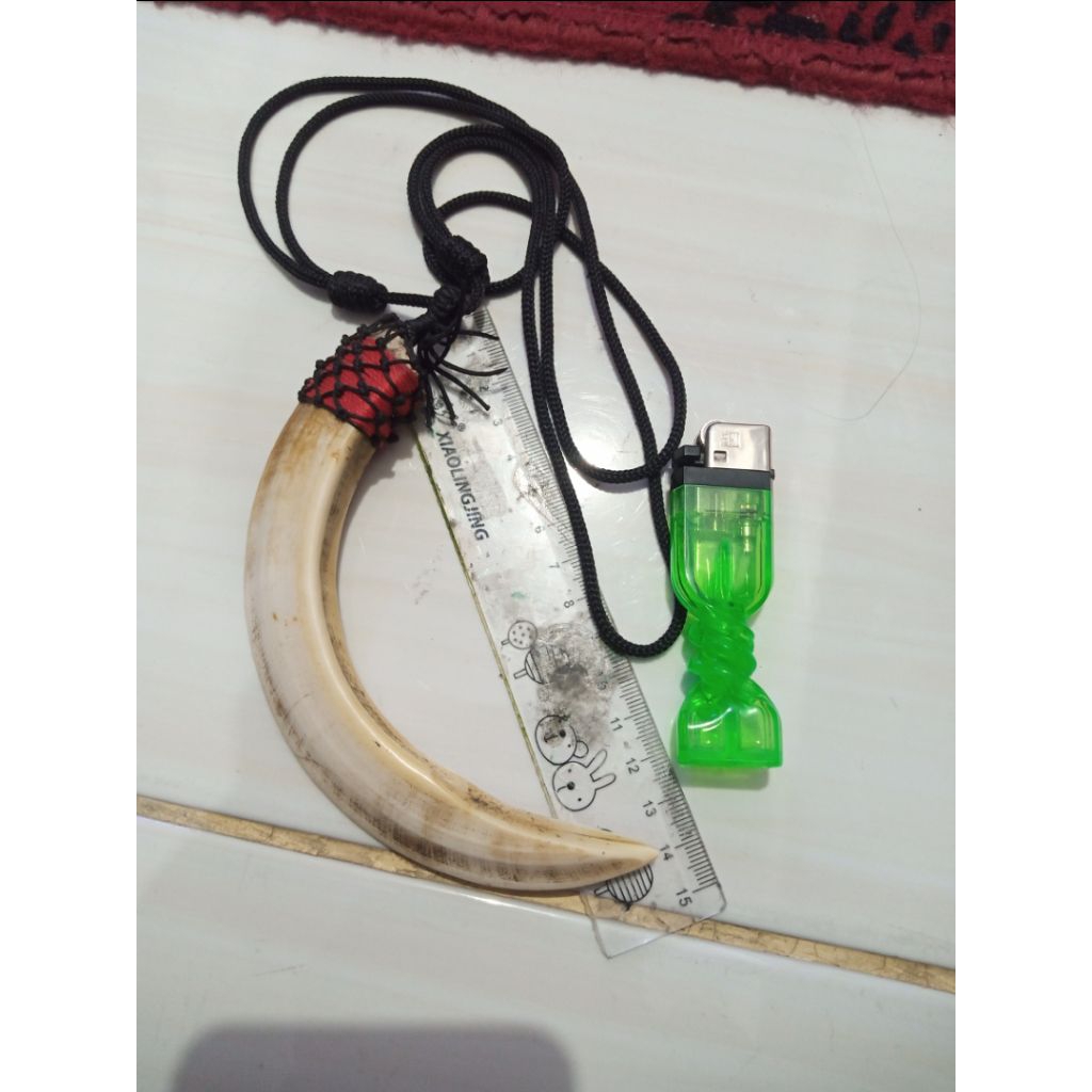 Taring Babi, Asesoris Kalung, Asli Taring...