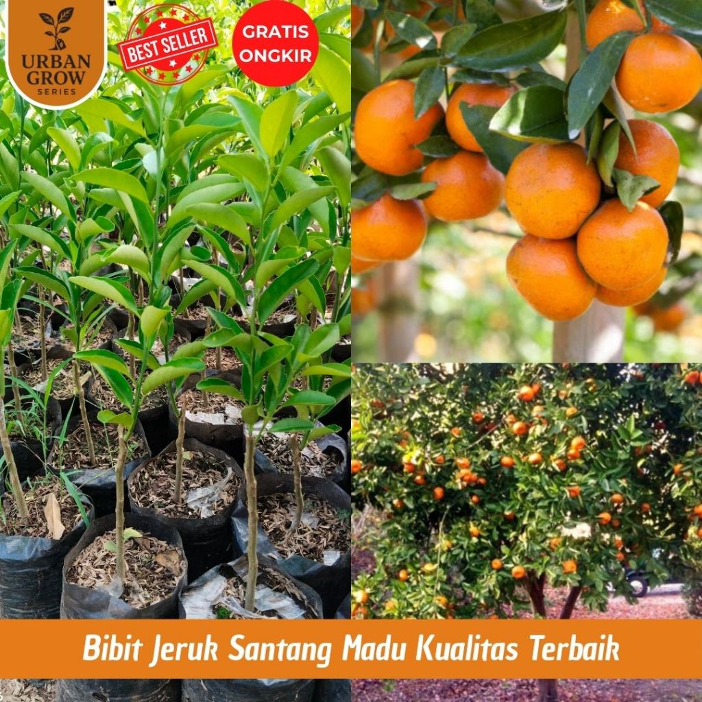 Pohon Jeruk Santang Madu / Tanaman Jeruk Santang Madu / BibitJeruk Santang Madu