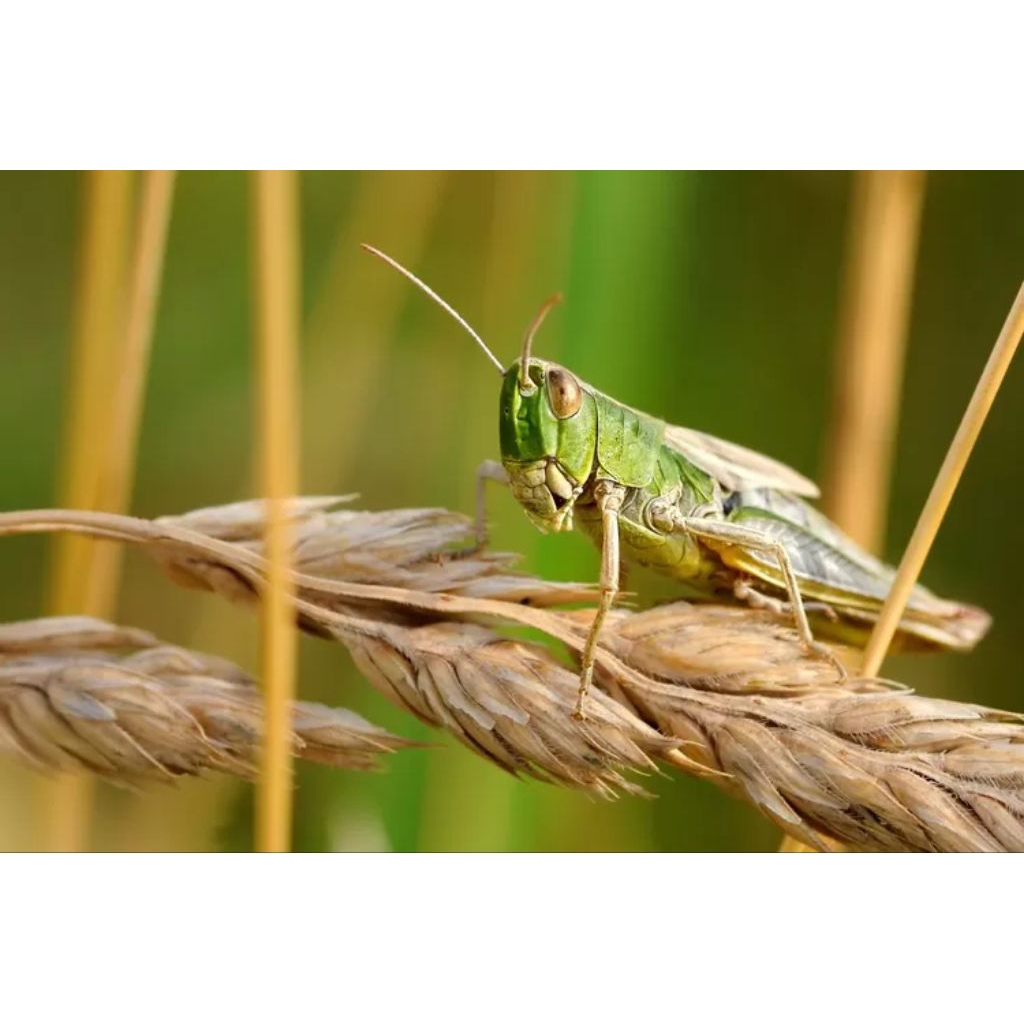 belalang sawah | belalang padi