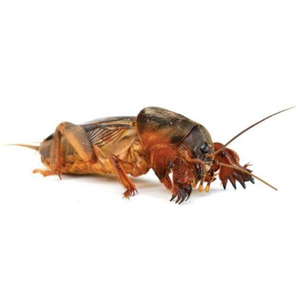 orong orong umpan mancing 10 ekor