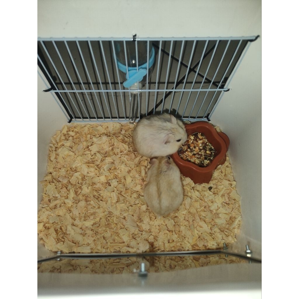 hamster Winter White Pearl