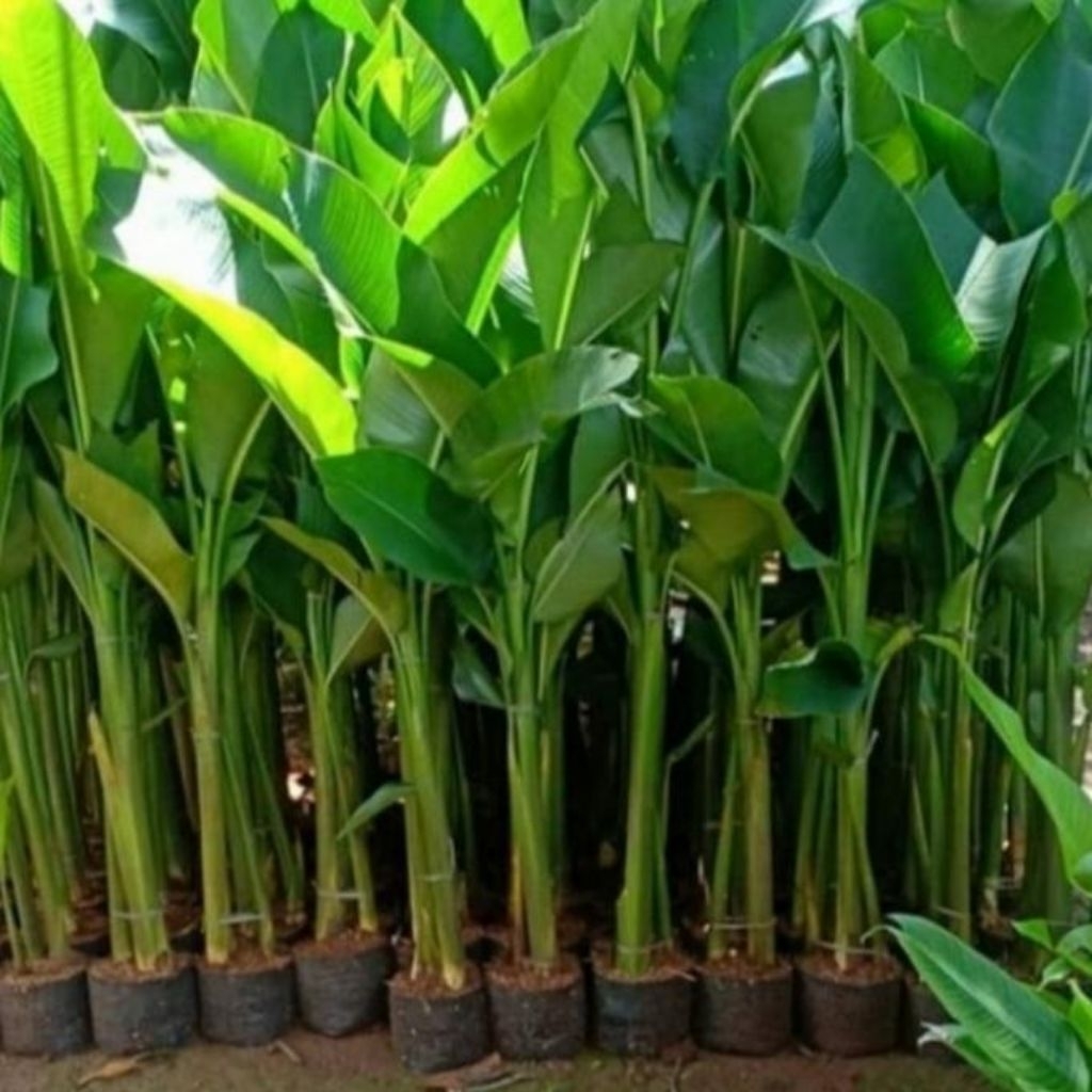 bibit tanaman hias pisang karibay/pisang karibay 1M