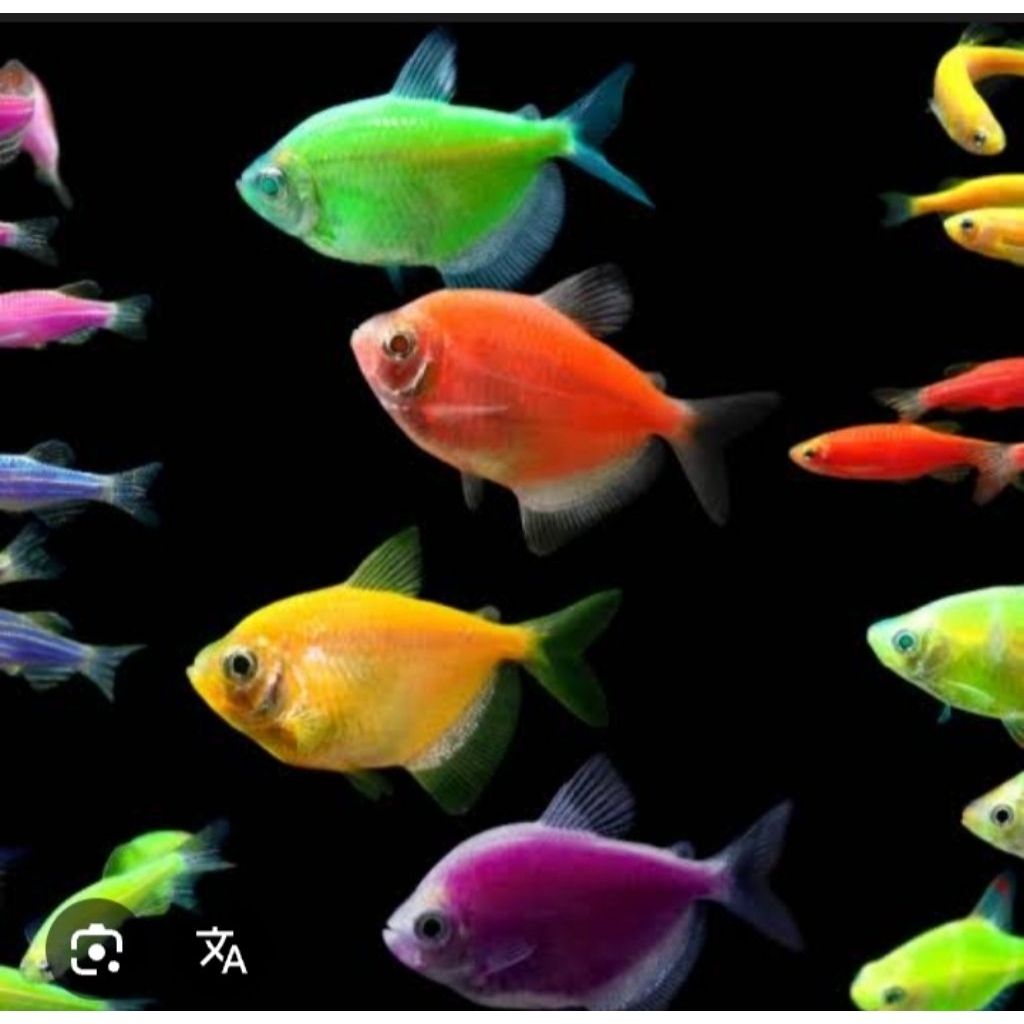 Hiasan rumah ikan warna warni glofish paket 10e