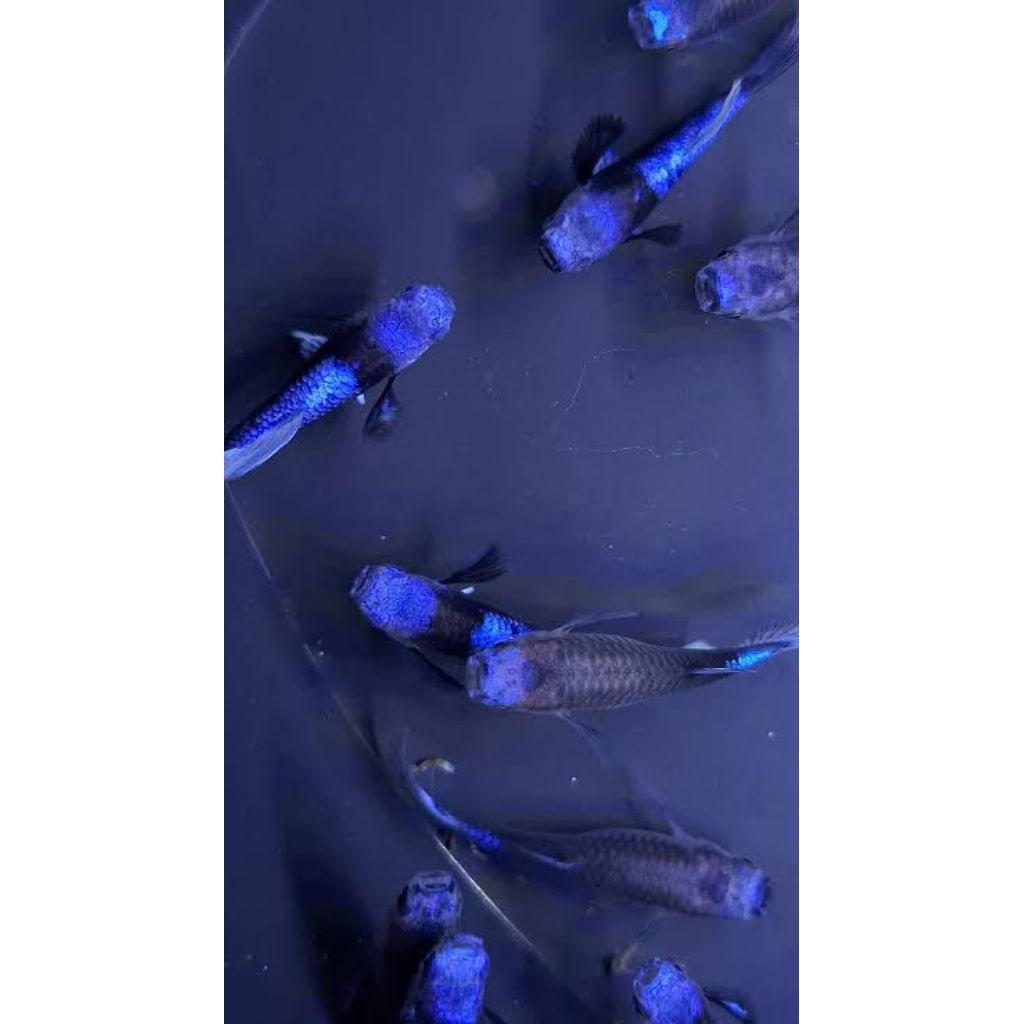 G,L lukisan guppy blue koi