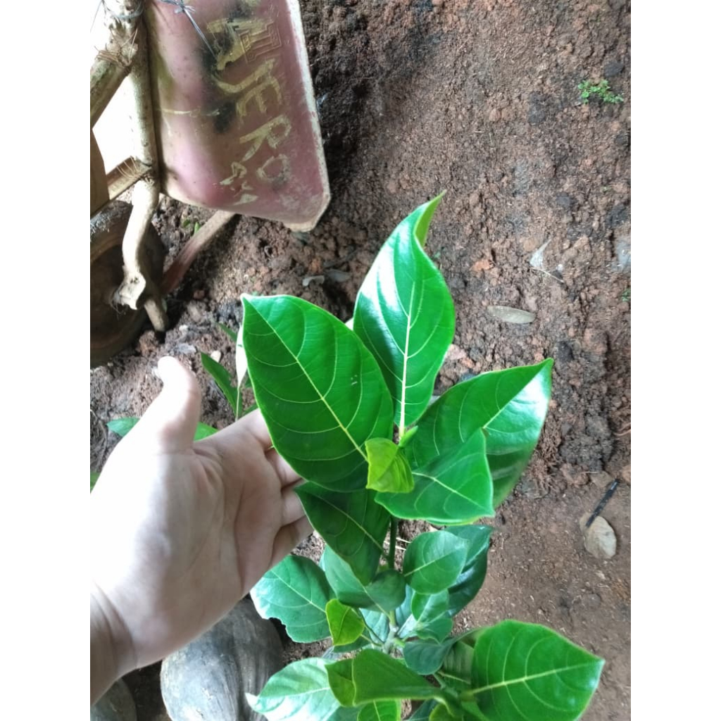 Bibit Tanaman Nangka Sayur | Gori - Bahan Gudeg