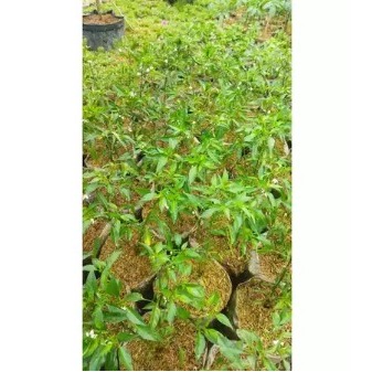 Tanaman Cabe Rawit Keriting Dalam Polybag
