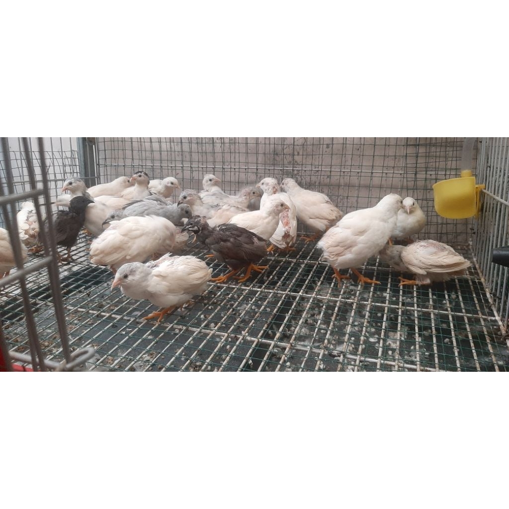 Puyuh Batu Puyuh Hias