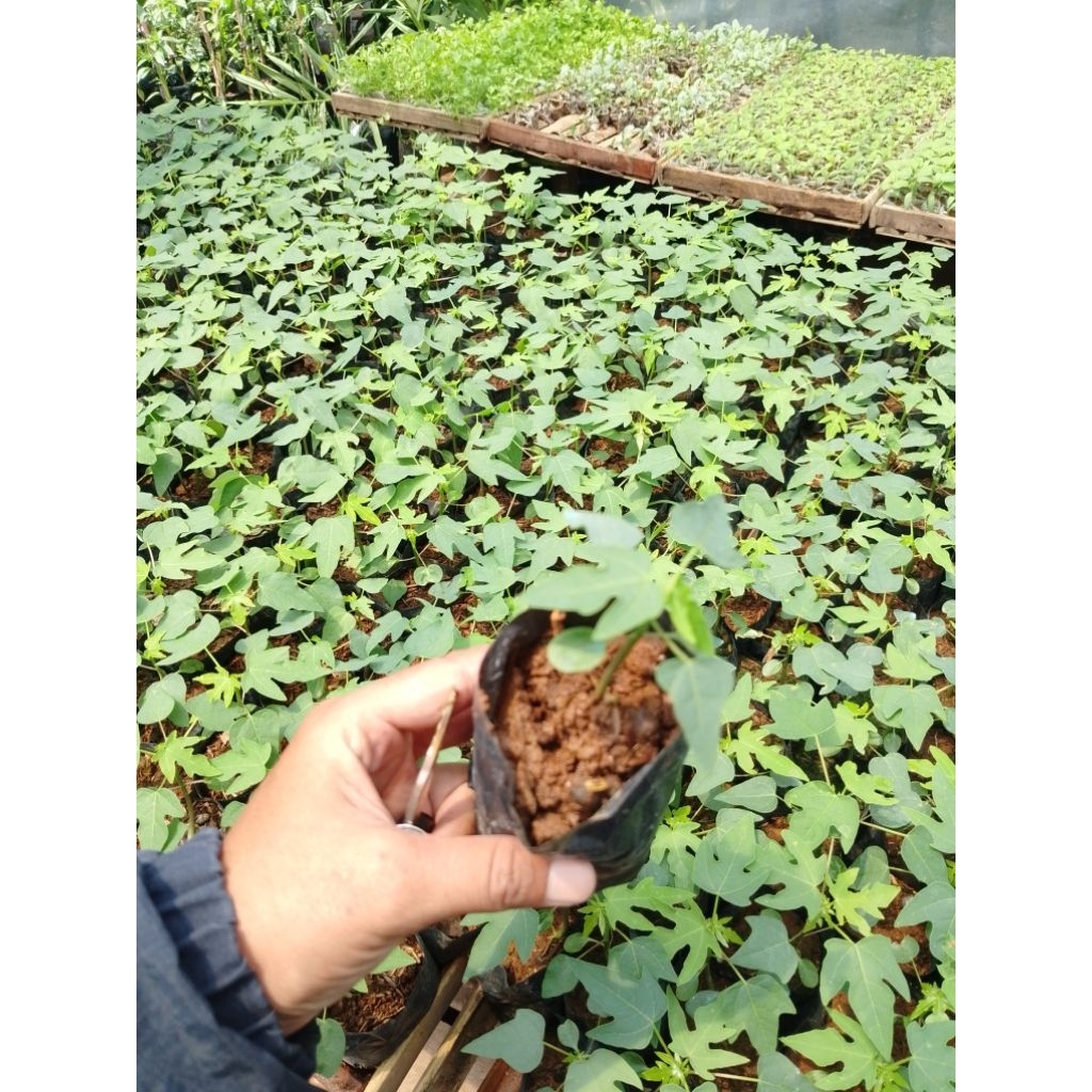Bibit pepaya california siap tanam