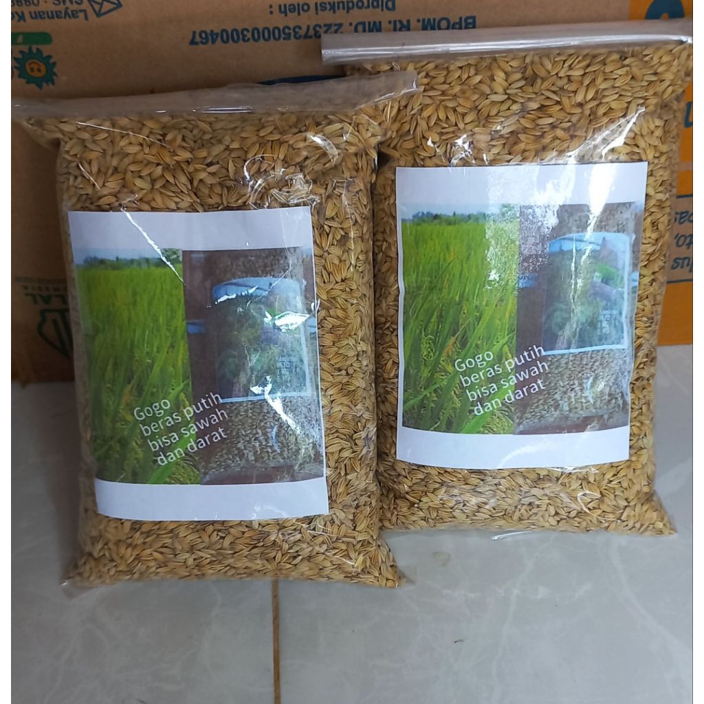 Padi gogo beras putih benih padi 1 kg gogo tanam darat/sawah
