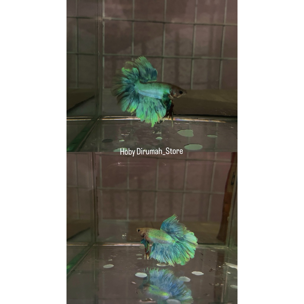 Cupang Halfmoon Rostail Kriwil Gondrong Dasi Kupu Kupu