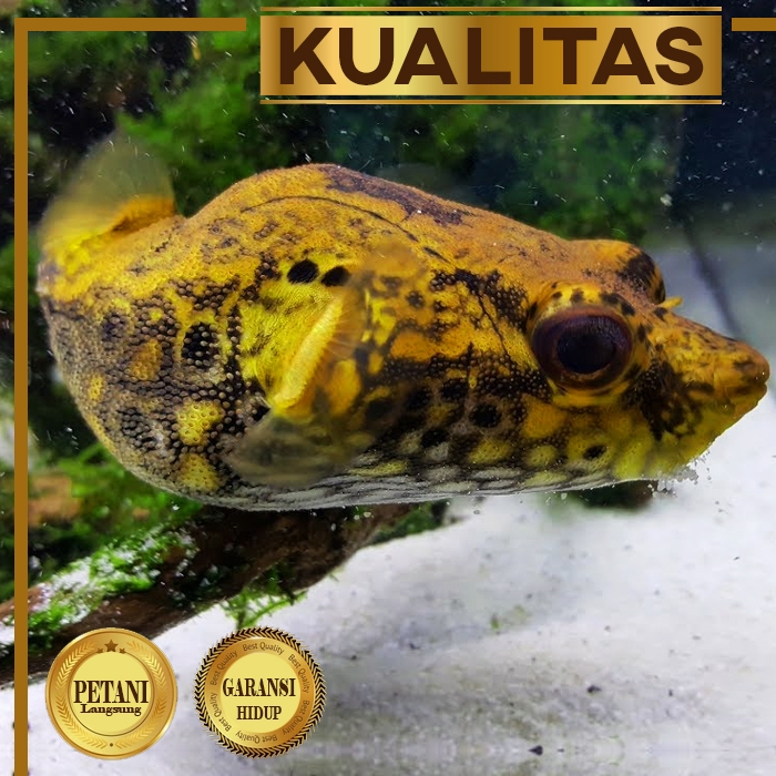 Puffer Palembang Ikan Hias Predator Buntal Air Tawar Hiasan Aquarium Tanaman Aquascape
