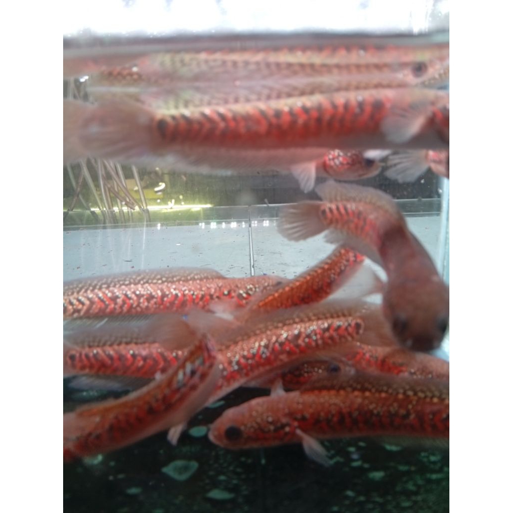 Stiker Asiatica Red Spot Super Foam 11-13cm