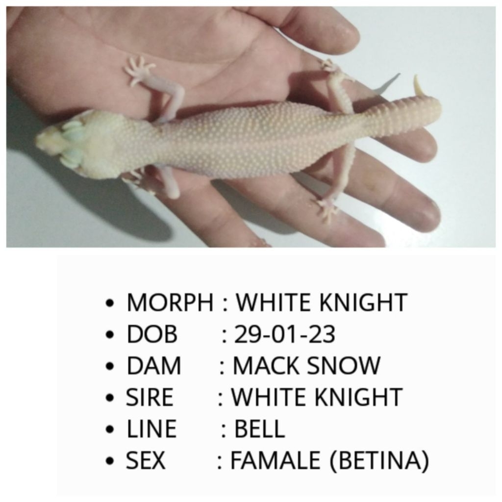 gecko dewasa hidup line tremper betina