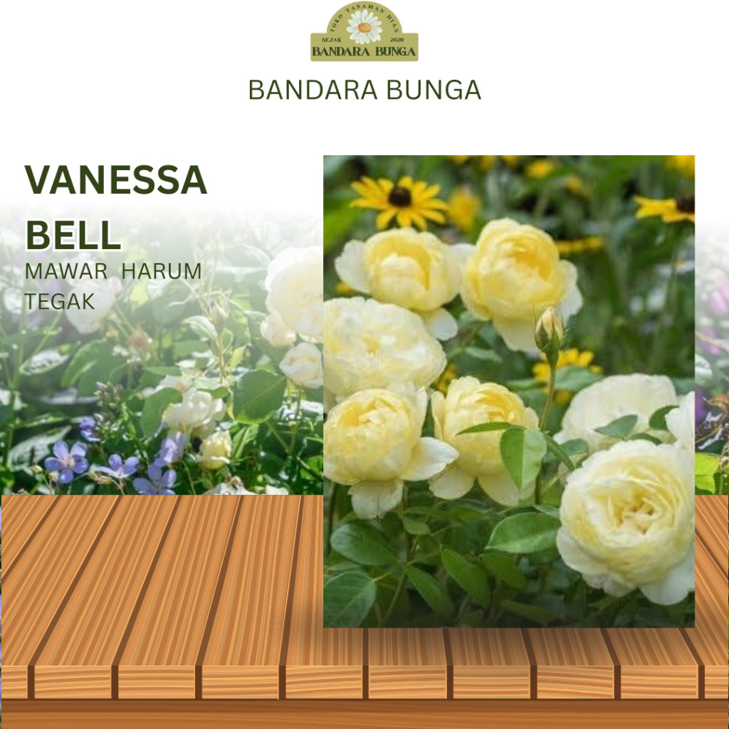 Tanaman Hidup Bunga Mawar Import Vanessabell-Mawar import wangi-Bunga mawar