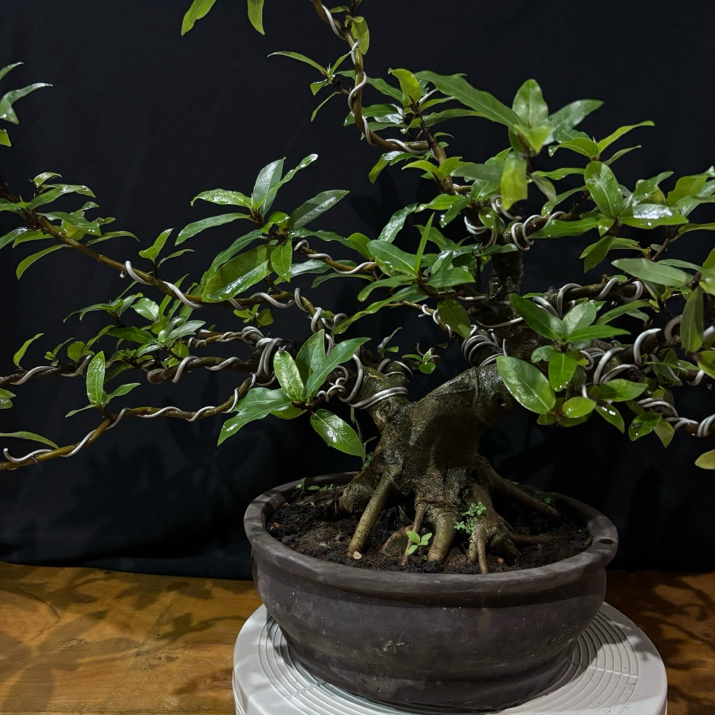 Bonsai Loa Ficus Subcordata Batang Besar Gaya Semi Cascade | Tanaman Hias Koleksi Pohon Berkarakter 