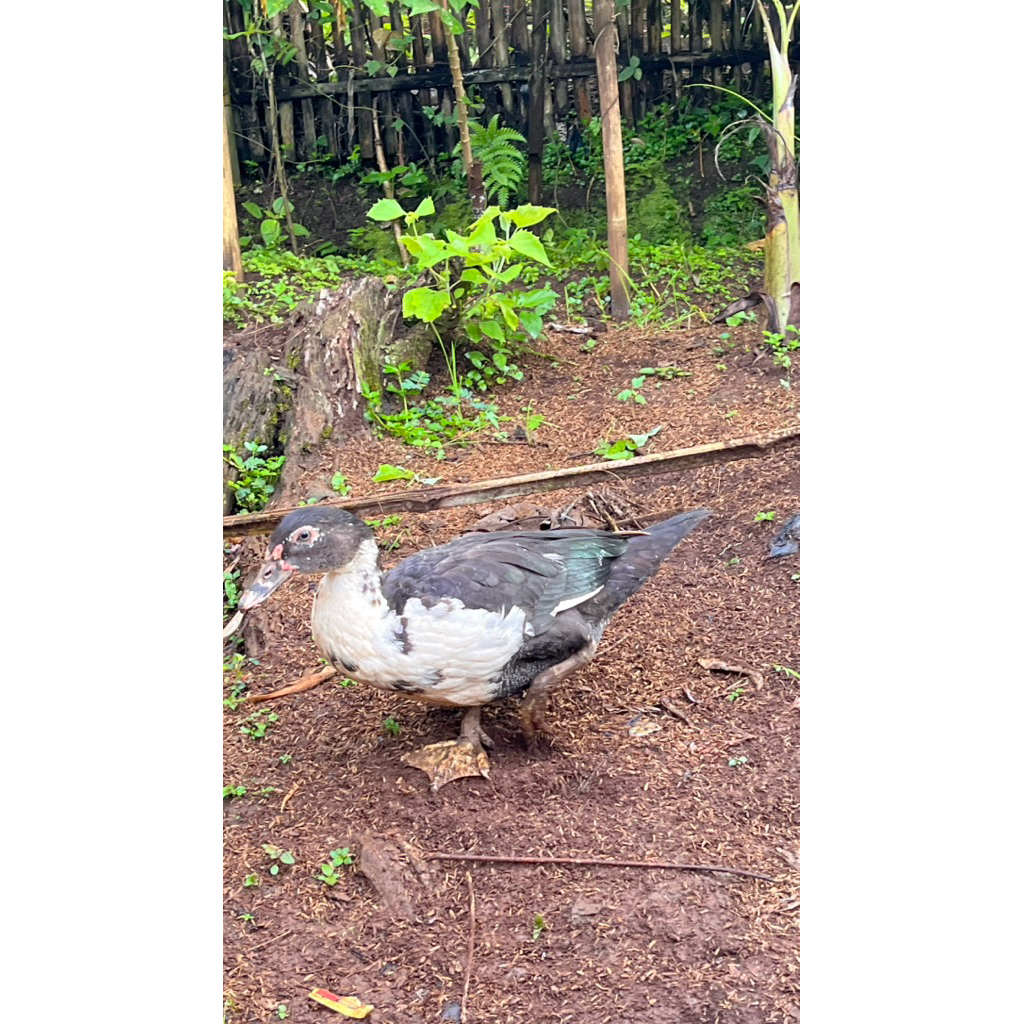 Entog Betina Jantan Remaja Bandung Instant