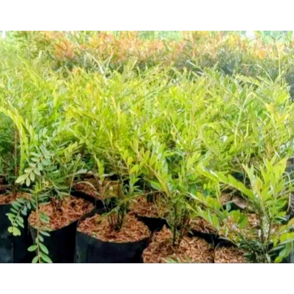 pohon cendrawasih