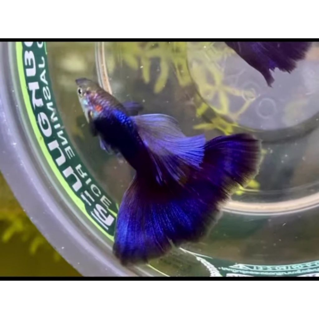 HIASAN AQUARIUM GUPPY HB BLUE