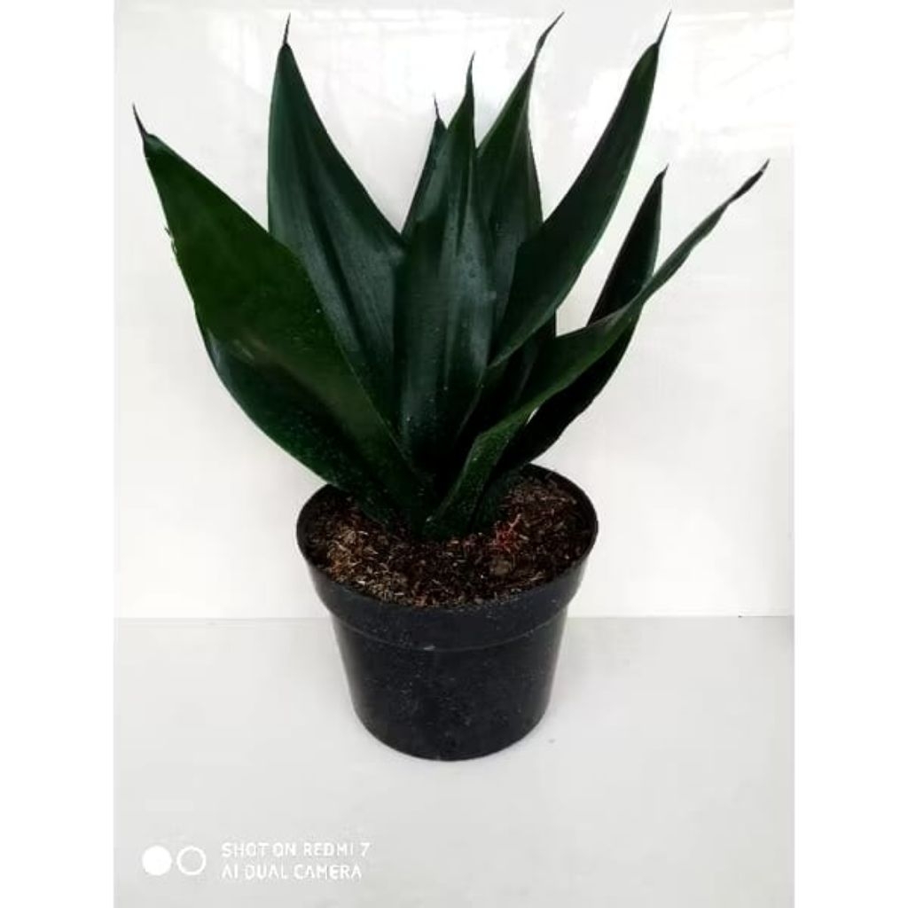 Tanaman Hias Sansevieria Black Dragon