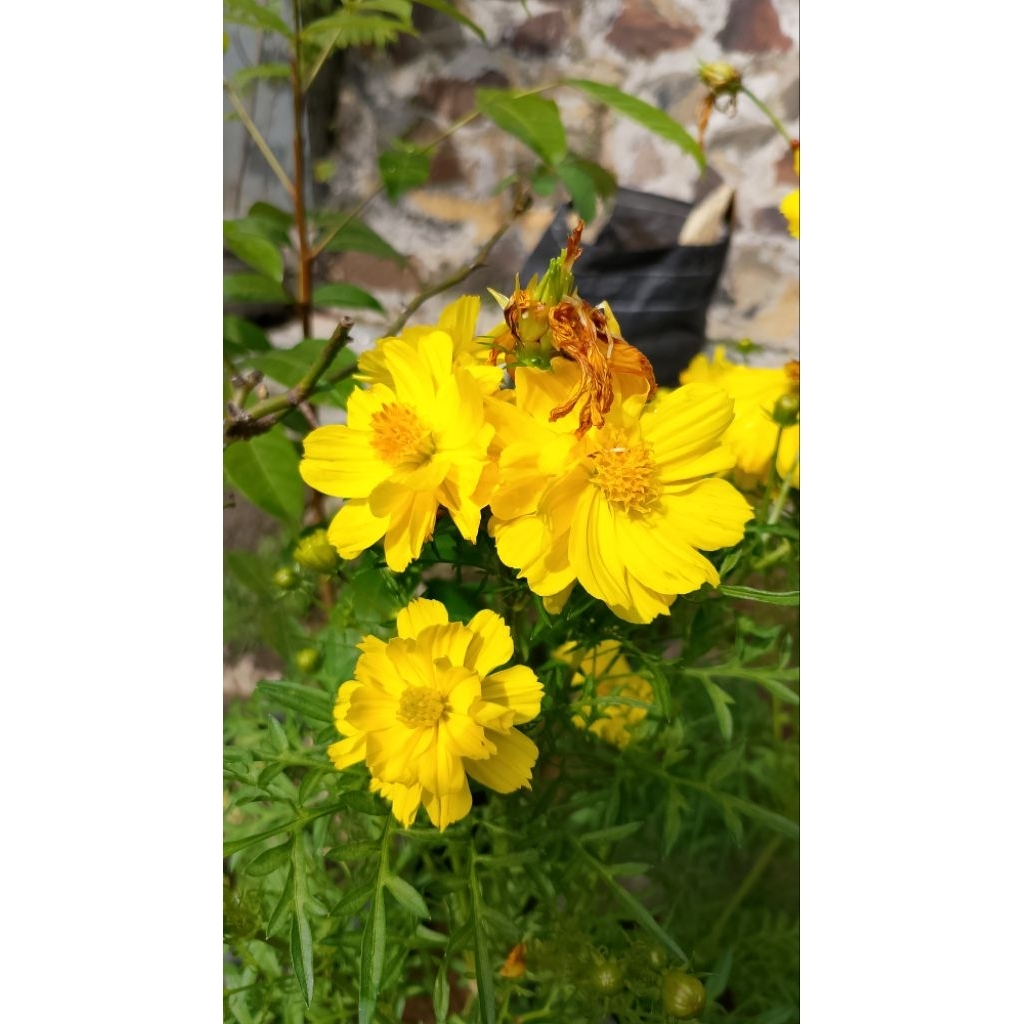 Isi 10 Benih Bunga Kenikir Kuning